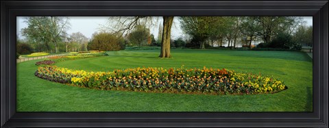 Framed Tulips in Hyde Park, City of Westminster, London, England Print