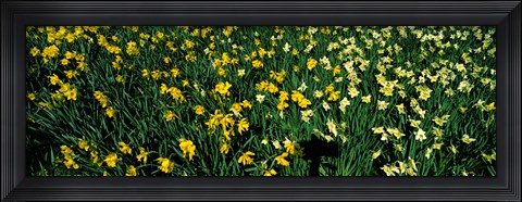 Framed Daffodils in Green Park, City of Westminster, London, England Print