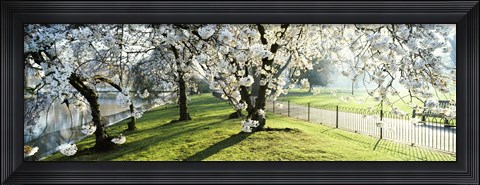 Framed Cherry blossom in St. James&#39;s Park, City of Westminster, London, England Print