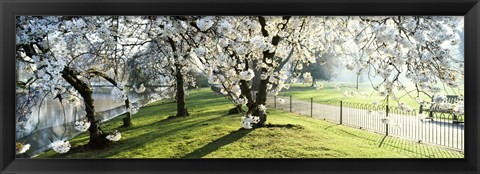 Framed Cherry blossom in St. James&#39;s Park, City of Westminster, London, England Print