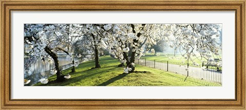 Framed Cherry blossom in St. James&#39;s Park, City of Westminster, London, England Print