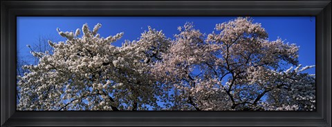 Framed Top of a Cherry blossom, St. James&#39;s Park, London, England Print