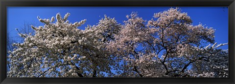 Framed Top of a Cherry blossom, St. James&#39;s Park, London, England Print