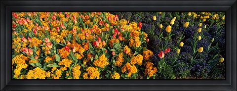 Framed Flowers in Hyde Park, City of Westminster, London, England Print