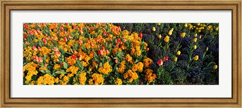 Framed Flowers in Hyde Park, City of Westminster, London, England Print
