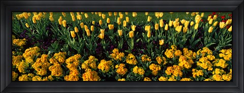 Framed Yellow Flower Bed, Hyde Park, City of Westminster, London, England Print