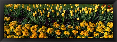 Framed Yellow Flower Bed, Hyde Park, City of Westminster, London, England Print