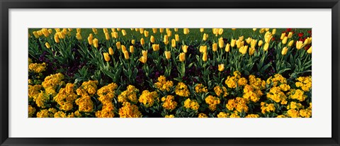 Framed Yellow Flower Bed, Hyde Park, City of Westminster, London, England Print