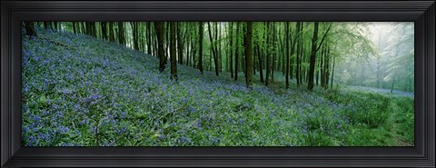 Framed Bluebell Wood near Beaminster, Dorset, England Print
