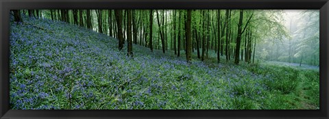 Framed Bluebell Wood near Beaminster, Dorset, England Print