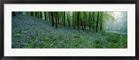 Framed Bluebell Wood near Beaminster, Dorset, England Print