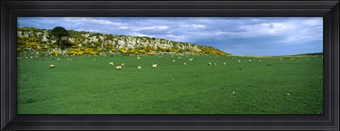 Framed Flock of sheep at Howick Scar Farm, Northumberland, England Print