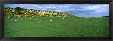 Framed Flock of sheep at Howick Scar Farm, Northumberland, England Print