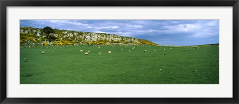 Framed Flock of sheep at Howick Scar Farm, Northumberland, England Print