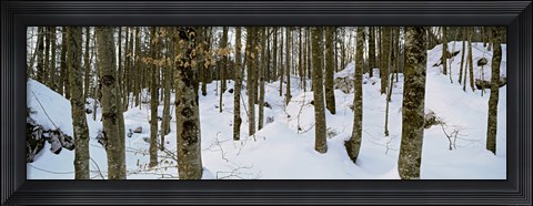 Framed Forest near Lake Bled, Upper Carniola, Slovenia Print
