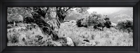 Framed Olive Grove, Majorca, Balearic Islands, Spain Print