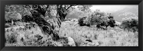 Framed Olive Grove, Majorca, Balearic Islands, Spain Print