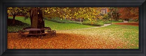 Framed Autumn Leaves in a Park, Christchurch, South Island, New Zealand Print