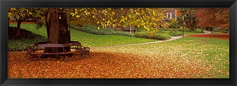 Framed Autumn Leaves in a Park, Christchurch, South Island, New Zealand Print