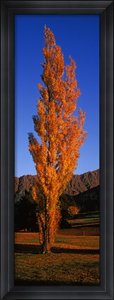 Framed Poplar tree on Golf Course, Queenstown, South Island, New Zealand Print