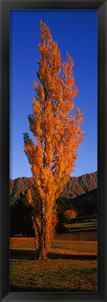 Framed Poplar tree on Golf Course, Queenstown, South Island, New Zealand Print