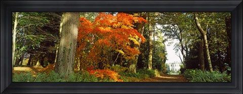 Framed Autumn trees at Thorp Perrow Arboretum, Bedale, North Yorkshire, England Print