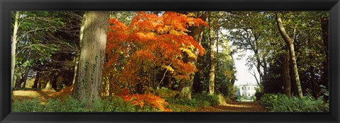 Framed Autumn trees at Thorp Perrow Arboretum, Bedale, North Yorkshire, England Print