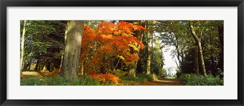 Framed Autumn trees at Thorp Perrow Arboretum, Bedale, North Yorkshire, England Print