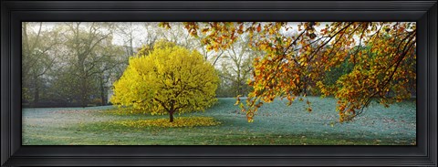 Framed Frost in autumn, St. James's Park, City Of Westminster, London, England Print