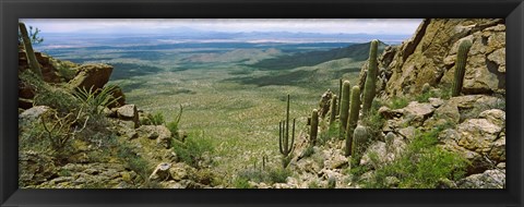 Framed Saguaro cactus, Tucson Mountain Park, Arizona Print