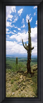 Framed Saguaro cactus on a hillside, Tucson Mountain Park, Tucson, Arizona Print