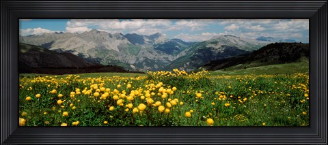 Framed Blooming buttercup flowers in a field, Champs Pass, France Print