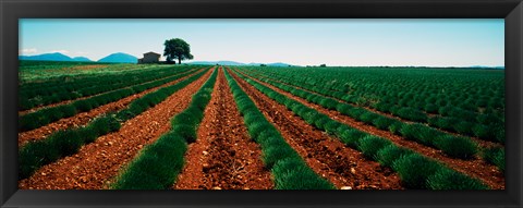 Framed Harvested lavender field, Plateau De Valensole, Alpes-De-Haute-Provence, Provence-Alpes-Cote d&#39;Azur, France Print