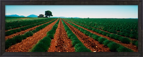Framed Harvested lavender field, Plateau De Valensole, Alpes-De-Haute-Provence, Provence-Alpes-Cote d&#39;Azur, France Print
