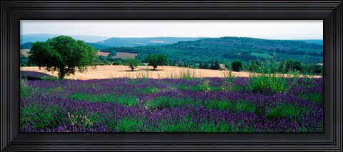 Framed Lavender growing in a  field, Provence-Alpes-Cote d&#39;Azur, France Print