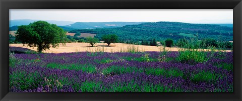 Framed Lavender growing in a  field, Provence-Alpes-Cote d&#39;Azur, France Print