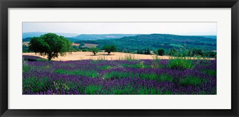 Framed Lavender growing in a  field, Provence-Alpes-Cote d&#39;Azur, France Print
