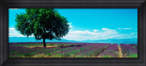 Framed Tree in the middle of a Lavender field, Provence-Alpes-Cote d&#39;Azur, France Print