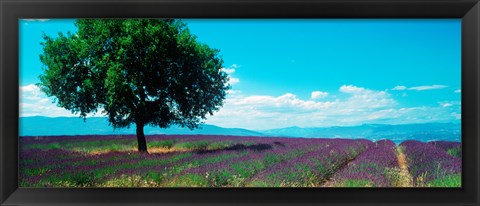 Framed Tree in the middle of a Lavender field, Provence-Alpes-Cote d&#39;Azur, France Print