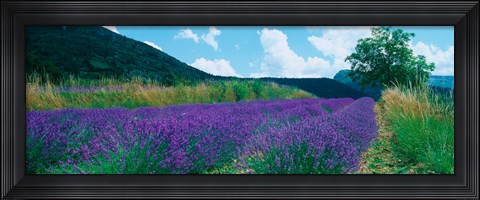 Framed Lavender field, Provence-Alpes-Cote d&#39;Azur, France Print