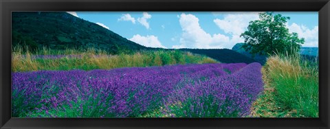 Framed Lavender field, Provence-Alpes-Cote d&#39;Azur, France Print