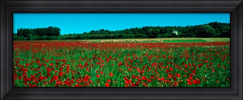 Framed Poppies and sheep in a field, Provence-Alpes-Cote d&#39;Azur, France Print