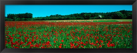 Framed Poppies and sheep in a field, Provence-Alpes-Cote d&#39;Azur, France Print