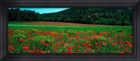 Framed Poppies in a field, Provence-Alpes-Cote d&#39;Azur, France Print