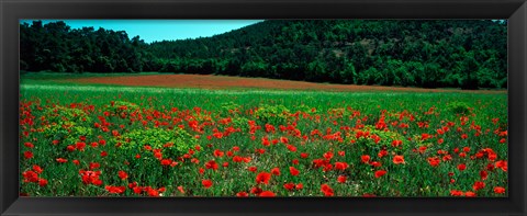 Framed Poppies in a field, Provence-Alpes-Cote d&#39;Azur, France Print