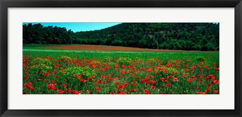 Framed Poppies in a field, Provence-Alpes-Cote d&#39;Azur, France Print