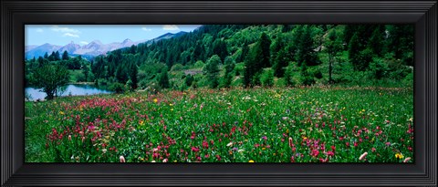 Framed Wildflowers in a field at lakeside, French Riviera, France Print