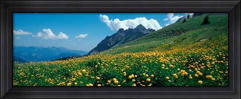 Framed Field of buttercup flowers, French Riviera, France Print