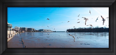 Framed Flock of birds flying at Old Georgetown waterfront, Potomac River, Washington DC, USA Print