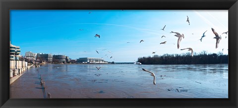 Framed Flock of birds flying at Old Georgetown waterfront, Potomac River, Washington DC, USA Print